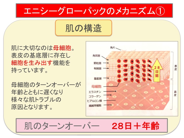 シー グロー パック エニ